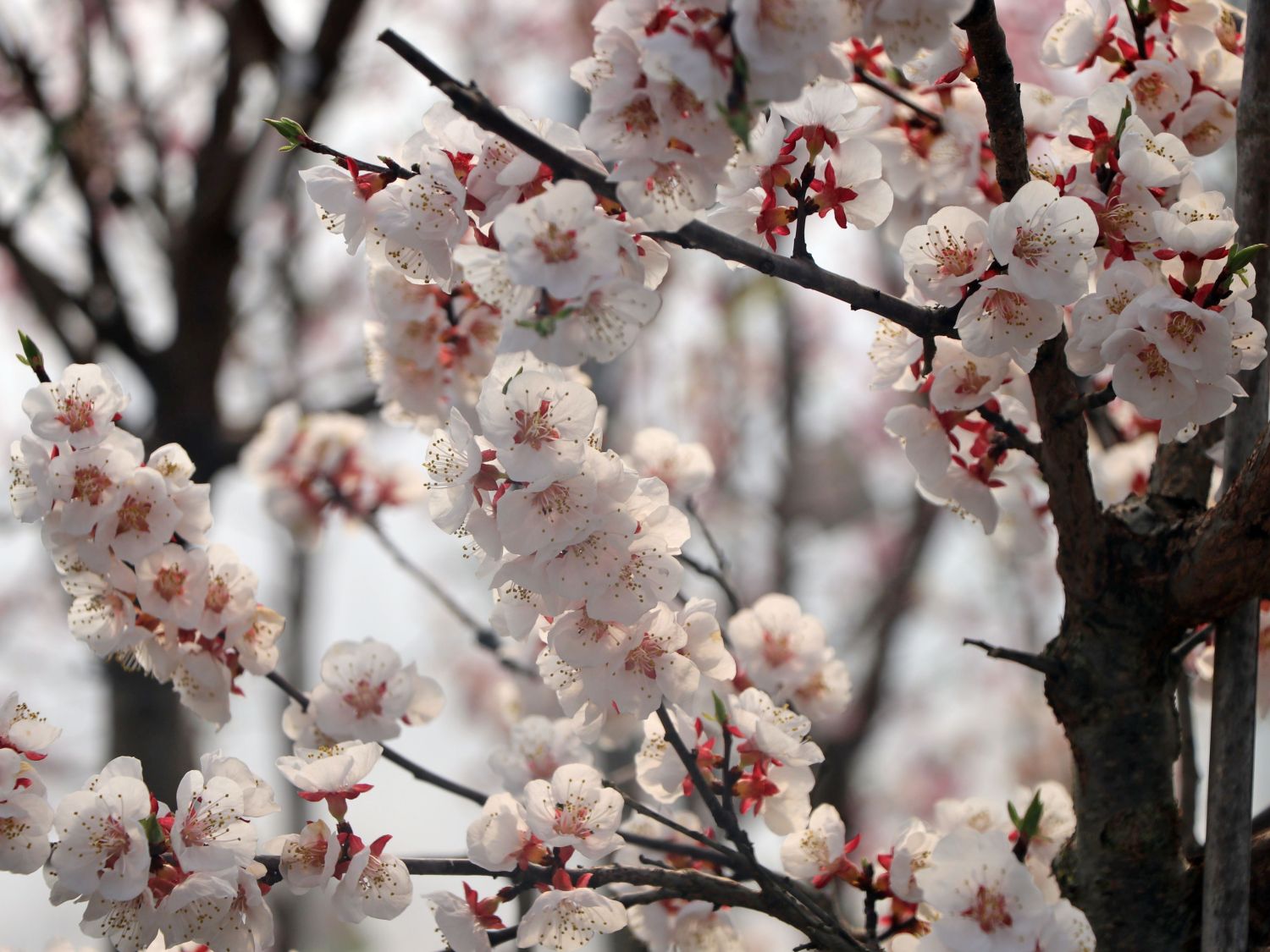 Aprikose 'Bergeron' - Prunus armeniaca 'Bergeron' - Baumschule Horstmann