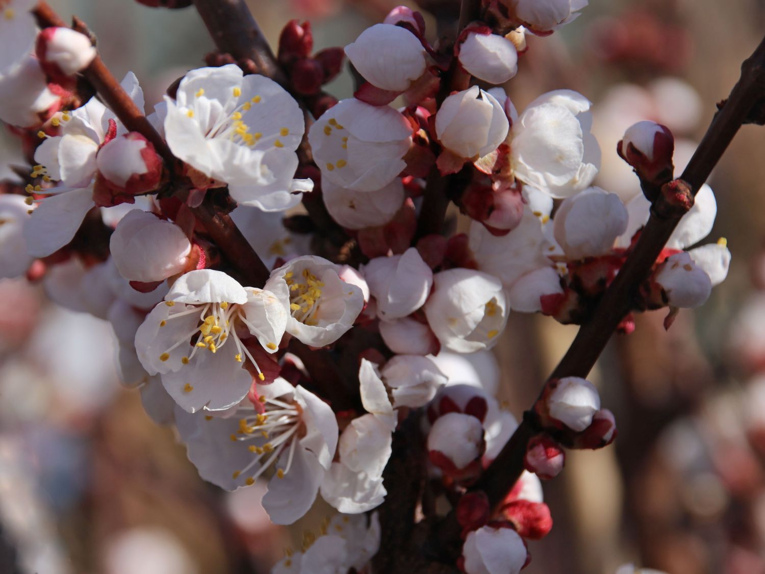 Aprikose 'Goldrich' - Prunus armeniaca 'Goldrich' - Baumschule Horstmann