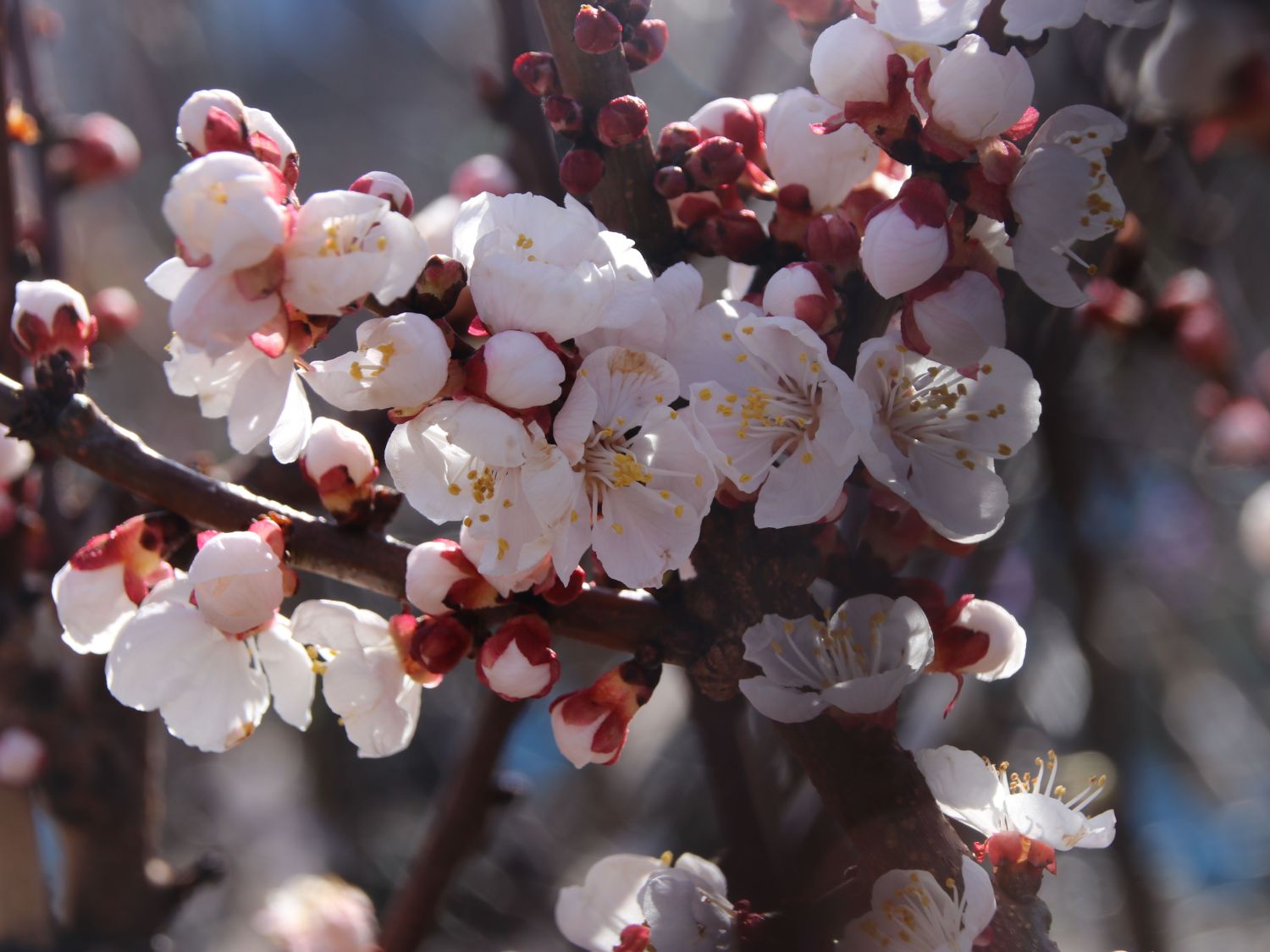 Aprikose 'Goldrich' - Prunus armeniaca 'Goldrich' - Baumschule Horstmann