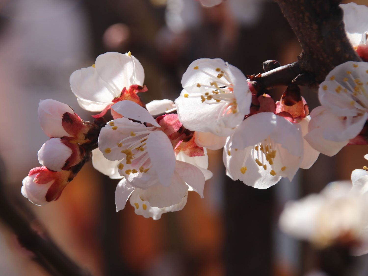 Aprikose 'Goldrich' - Prunus armeniaca 'Goldrich' - Baumschule Horstmann