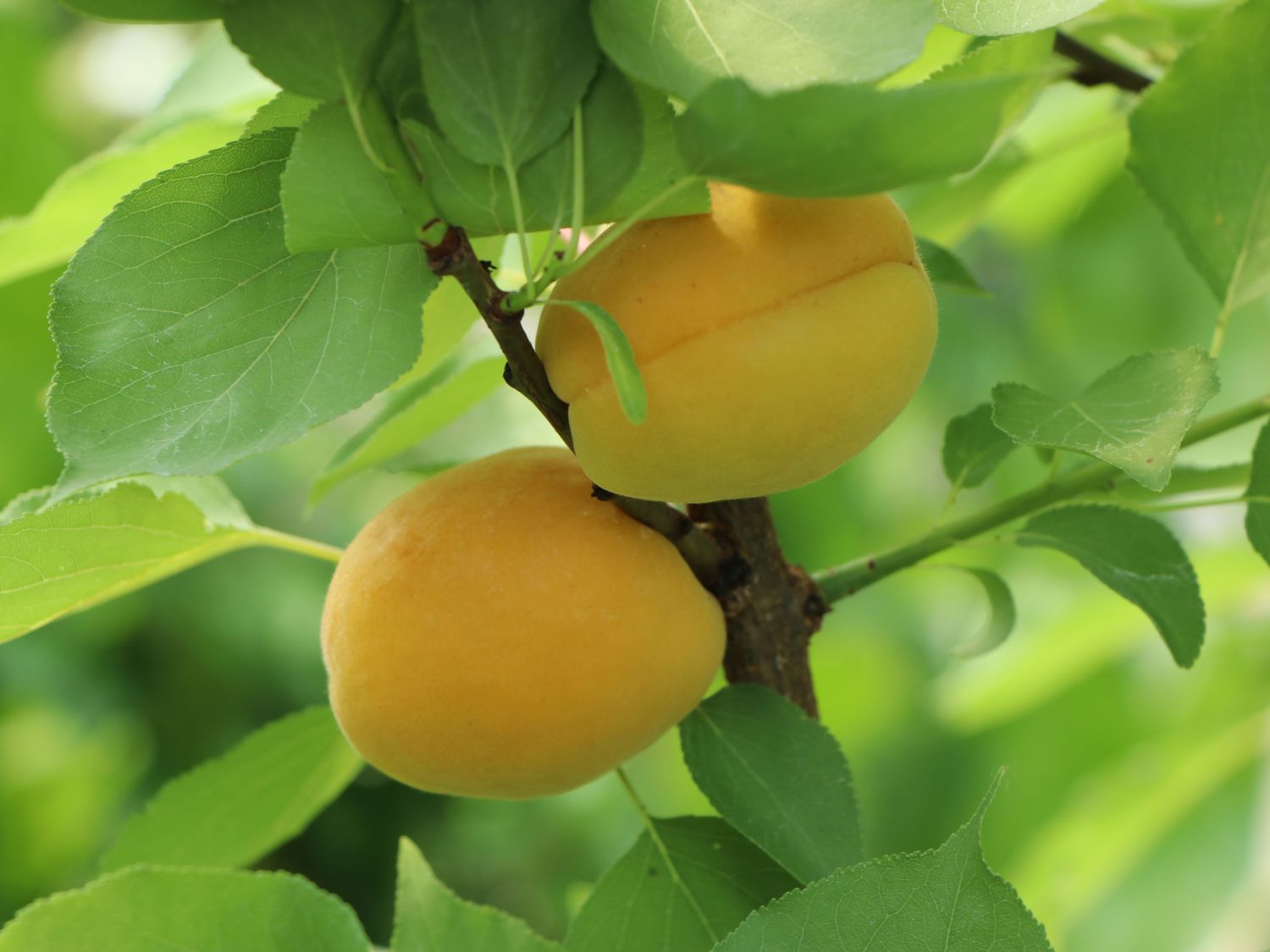 Aprikose \'Goldrich\' - Prunus armeniaca Baumschule - Horstmann \'Goldrich