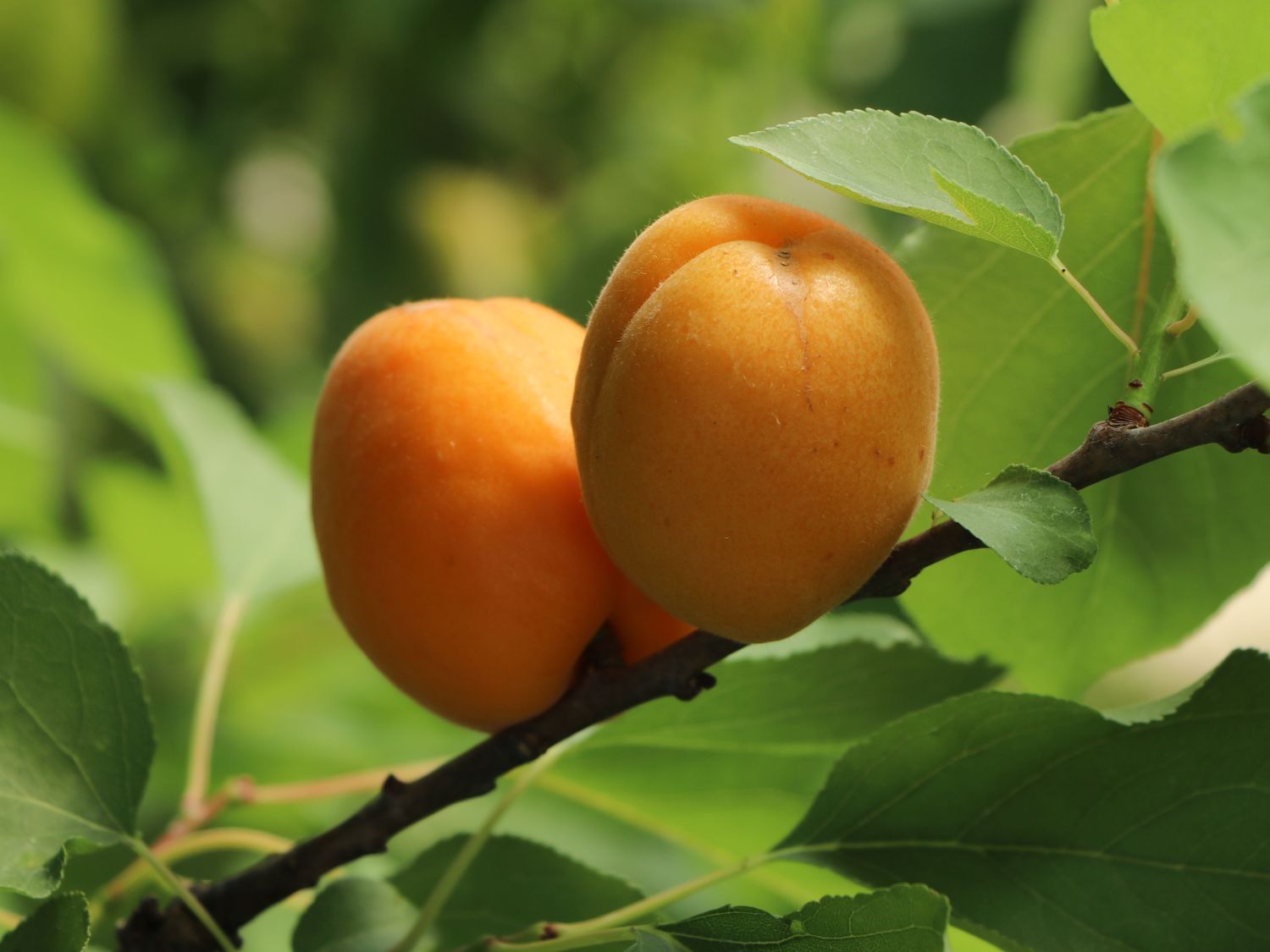 Aprikose 'Goldrich' - Prunus armeniaca 'Goldrich' - Baumschule Horstmann