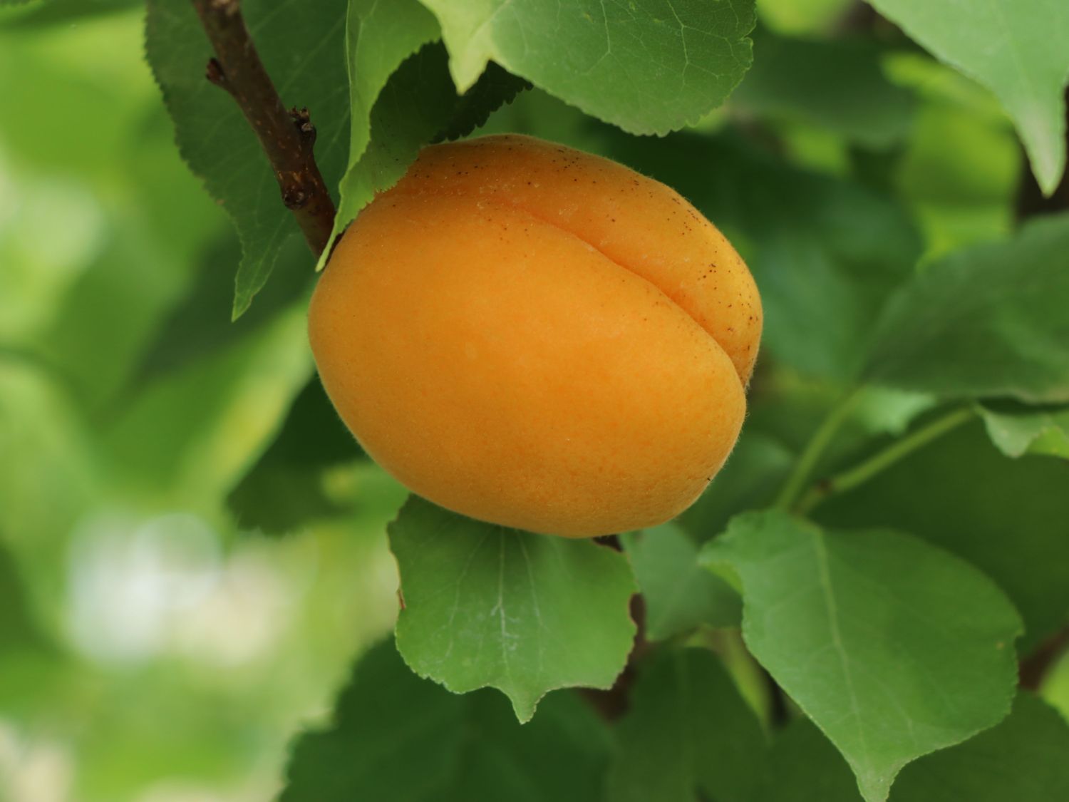 \'Goldrich\' armeniaca Horstmann Baumschule - - \'Goldrich\' Aprikose Prunus