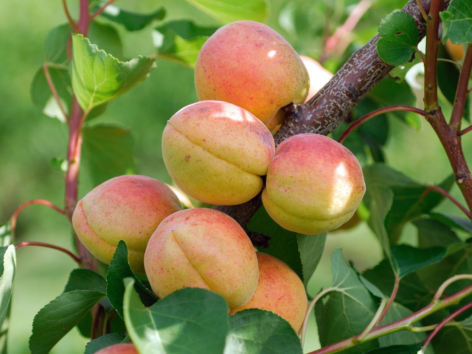 Aprikose 'Goldrich' - Prunus armeniaca 'Goldrich' - Baumschule Horstmann