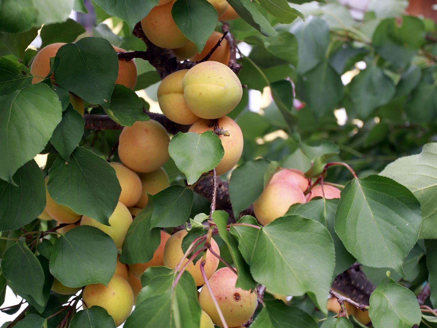 Aprikose 'Goldrich' - Prunus armeniaca 'Goldrich' - Baumschule Horstmann