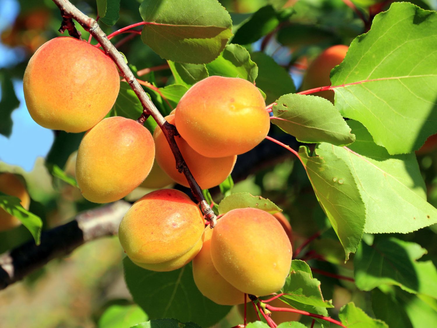 Prunus Aprikose Horstmann \'Hargrand\' - \'Hargrand\' armeniaca Baumschule -