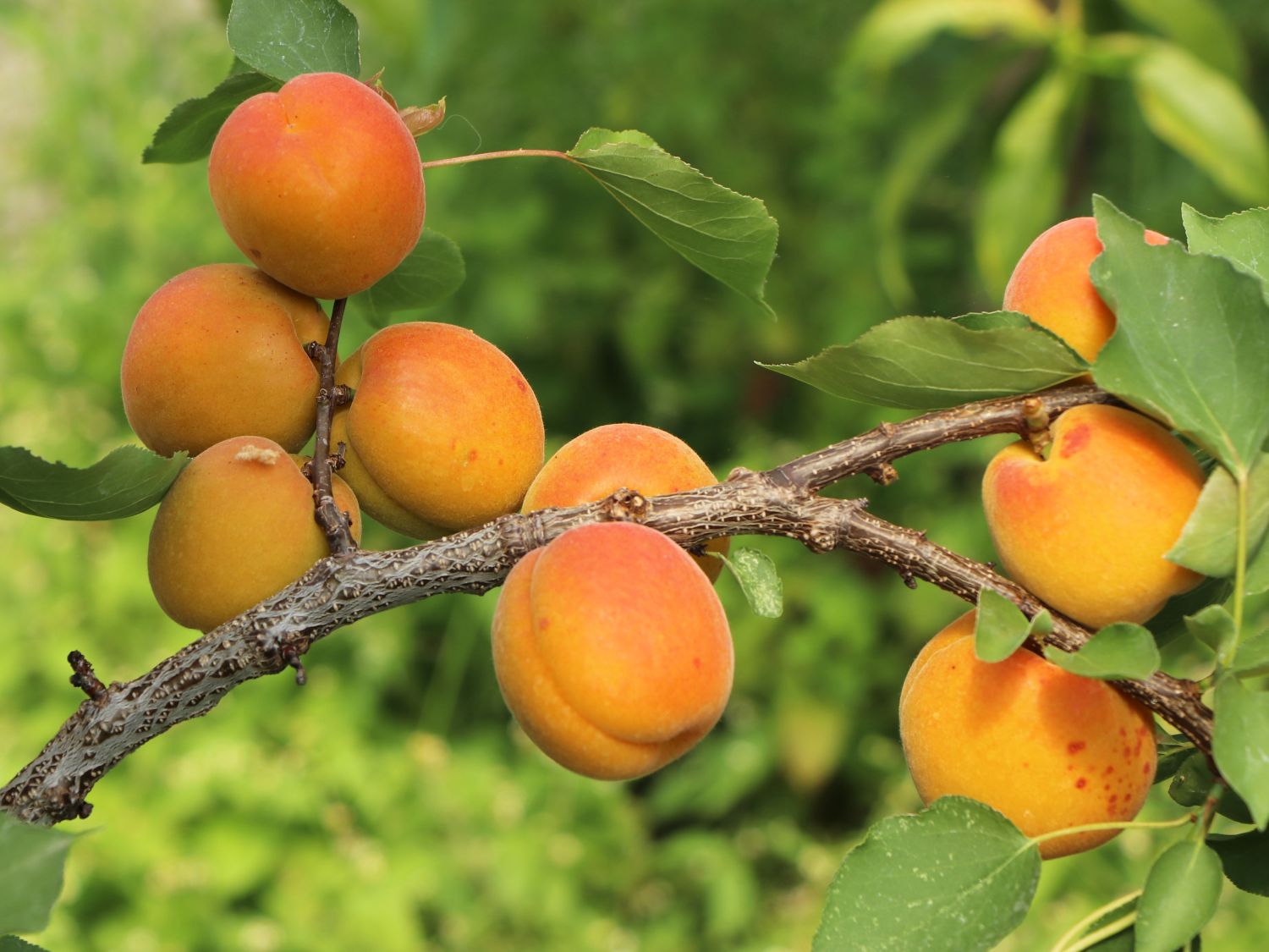 Aprikose &amp;#39;Mombacher Frühaprikose&amp;#39; - Prunus armeniaca &amp;#39;Mombacher ...