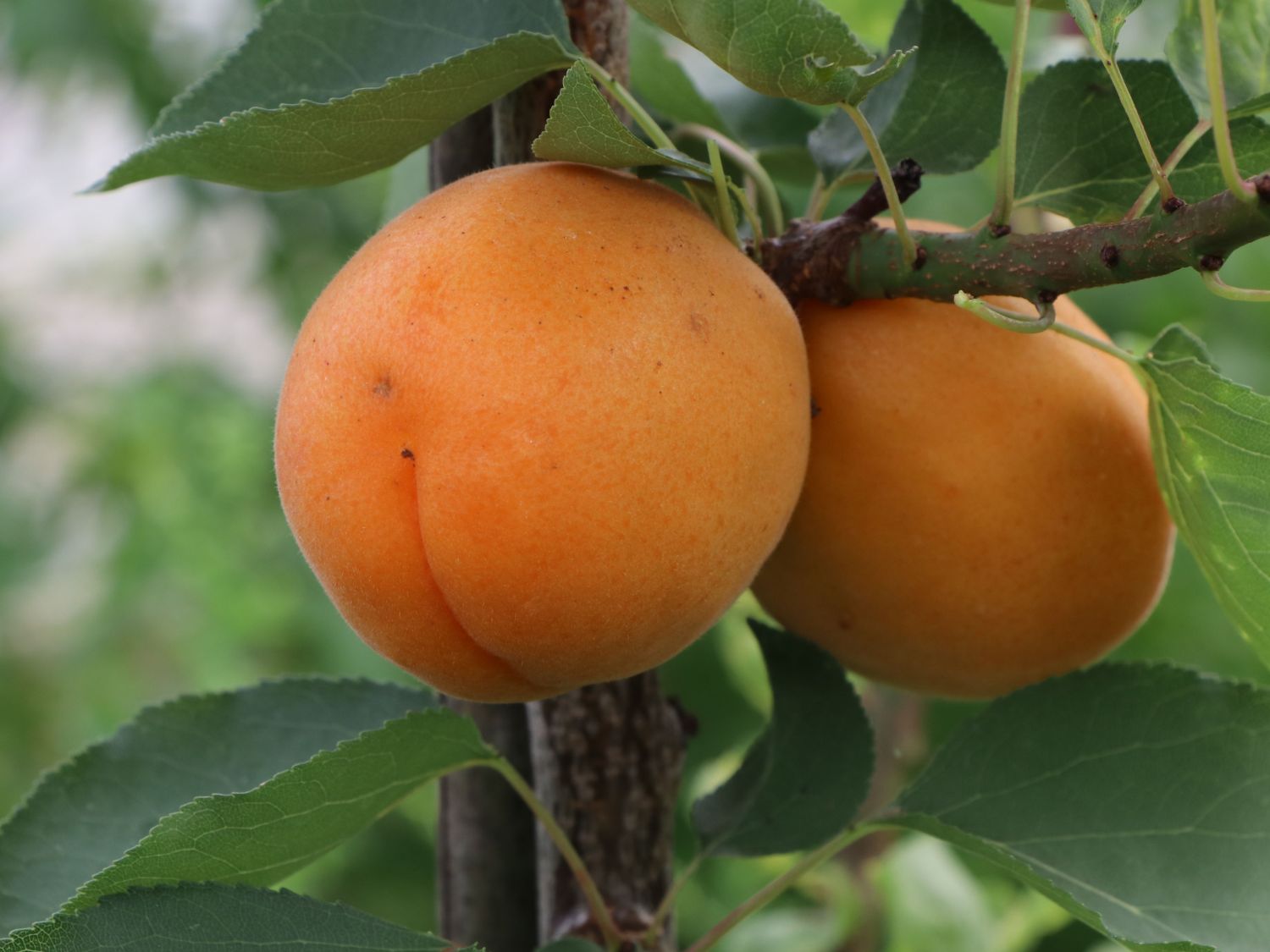 Aprikose &amp;#39;Säulenaprikose&amp;#39; - Prunus &amp;#39;Säulenaprikose&amp;#39; - Baumschule Horstmann