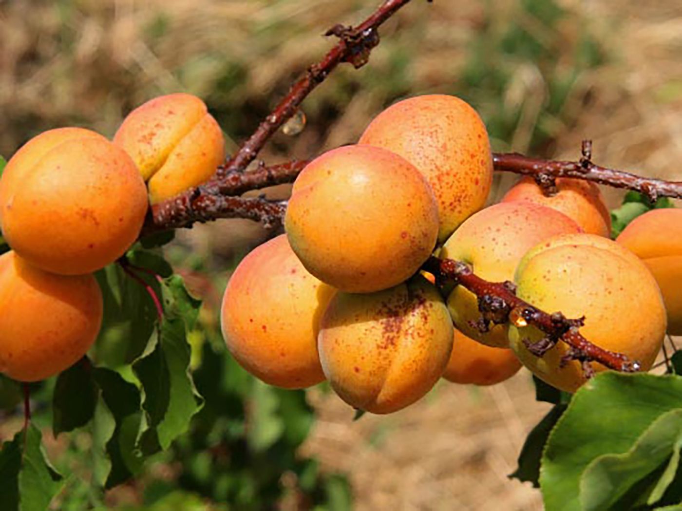 Aprikose 'Ungarische Beste' - Prunus armeniaca 'Ungarische Beste' -  Baumschule Horstmann