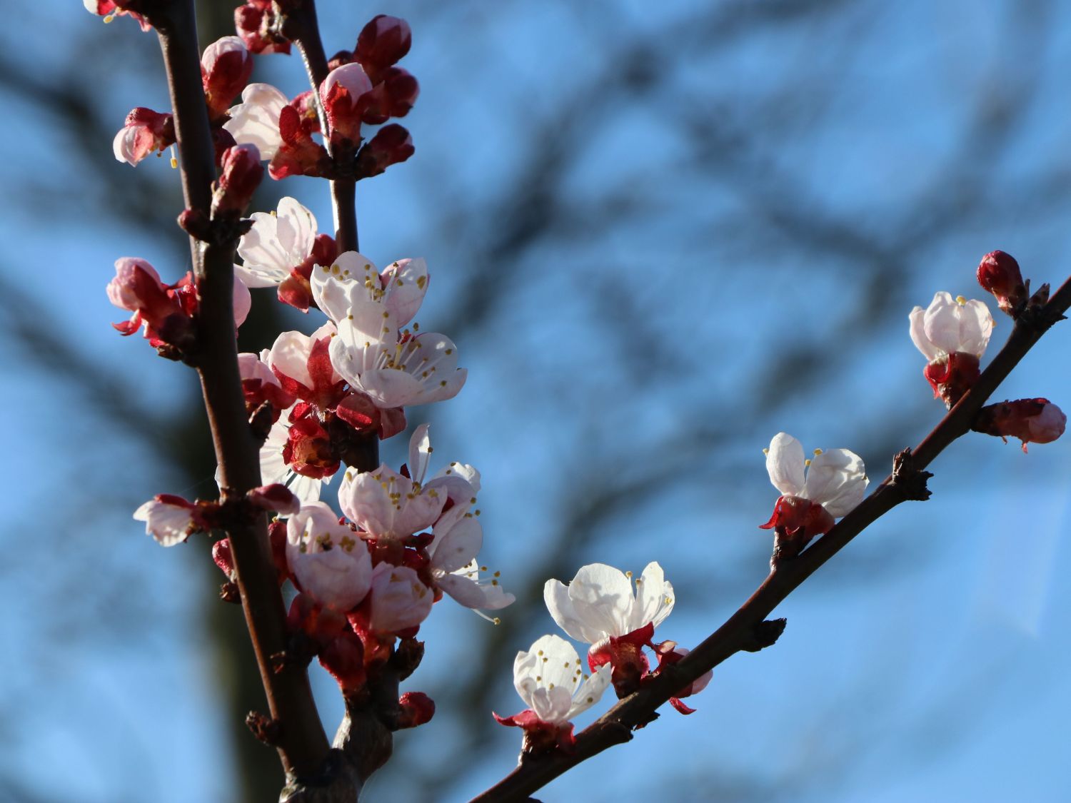 Aprikose 'Ungarische Beste' - Prunus armeniaca 'Ungarische Beste' -  Baumschule Horstmann