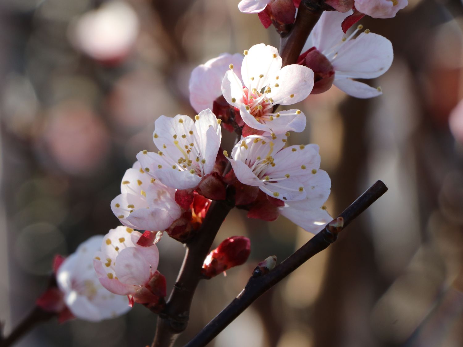 Aprikose 'Ungarische Beste' - Prunus armeniaca 'Ungarische Beste' -  Baumschule Horstmann