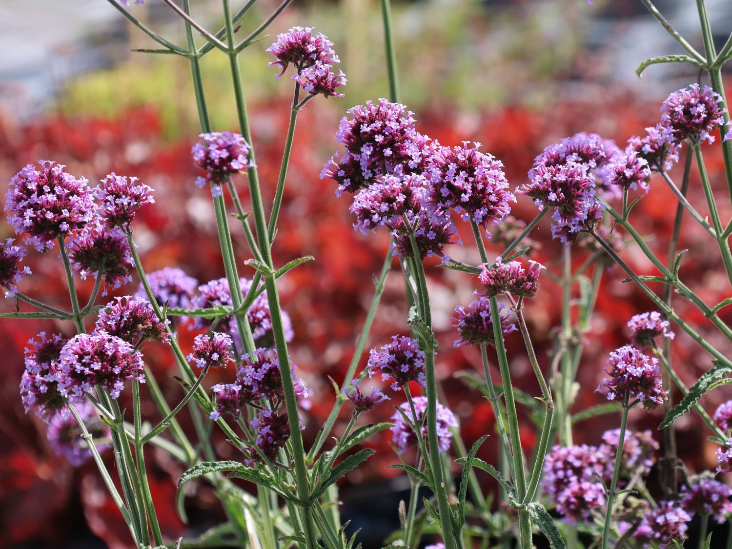 Argentinisches Eisenkraut &amp;#39;Purple Tower&amp;#39; für Deinen Garten!