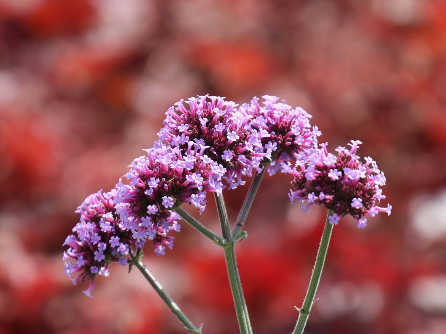 Argentinisches Eisenkraut &amp;#39;Purple Tower&amp;#39; für Deinen Garten!