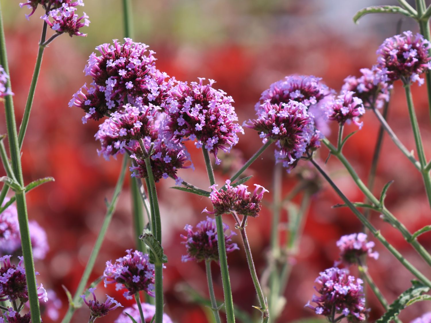 Argentinisches Eisenkraut &amp;#39;Purple Tower&amp;#39; für Deinen Garten!