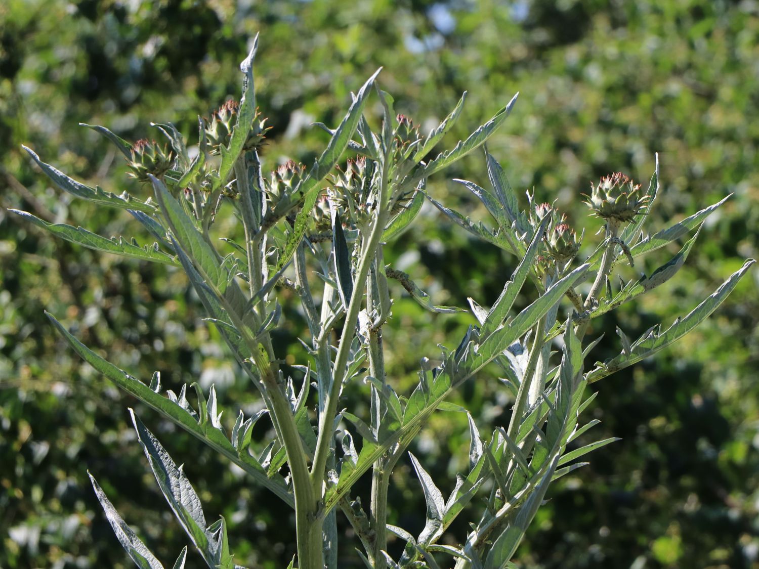 Artischocke `Vert de Provence` Schmuckpflanze Gemüsepflanze mehrjährig Cynara scolymus  49012 