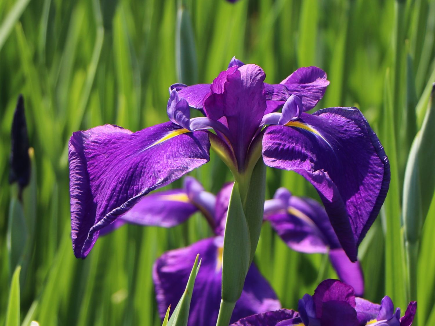 Asiatische Sumpf-Schwertlilie (Iris laevigata) für Deinen Garten!