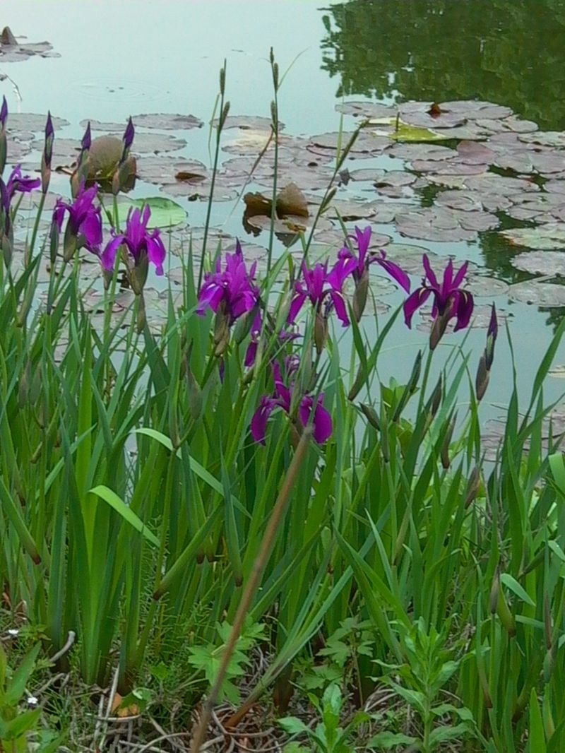 asiatische Sumpfschwertlilie Sumpfiris Iris laevigata 2er-Set Wasserpflanzen Wolff blau 