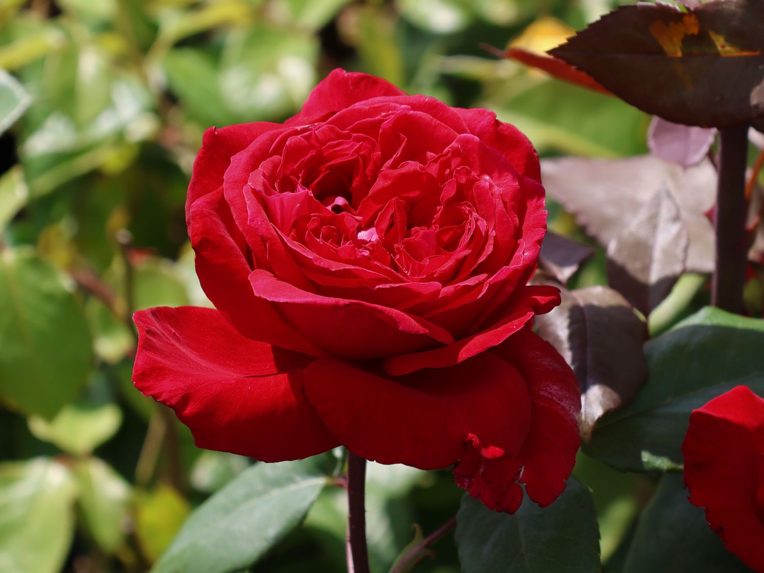 Edelrose 'Erotika' ® - Rosa 'Erotika' ® - Baumschule Horstmann