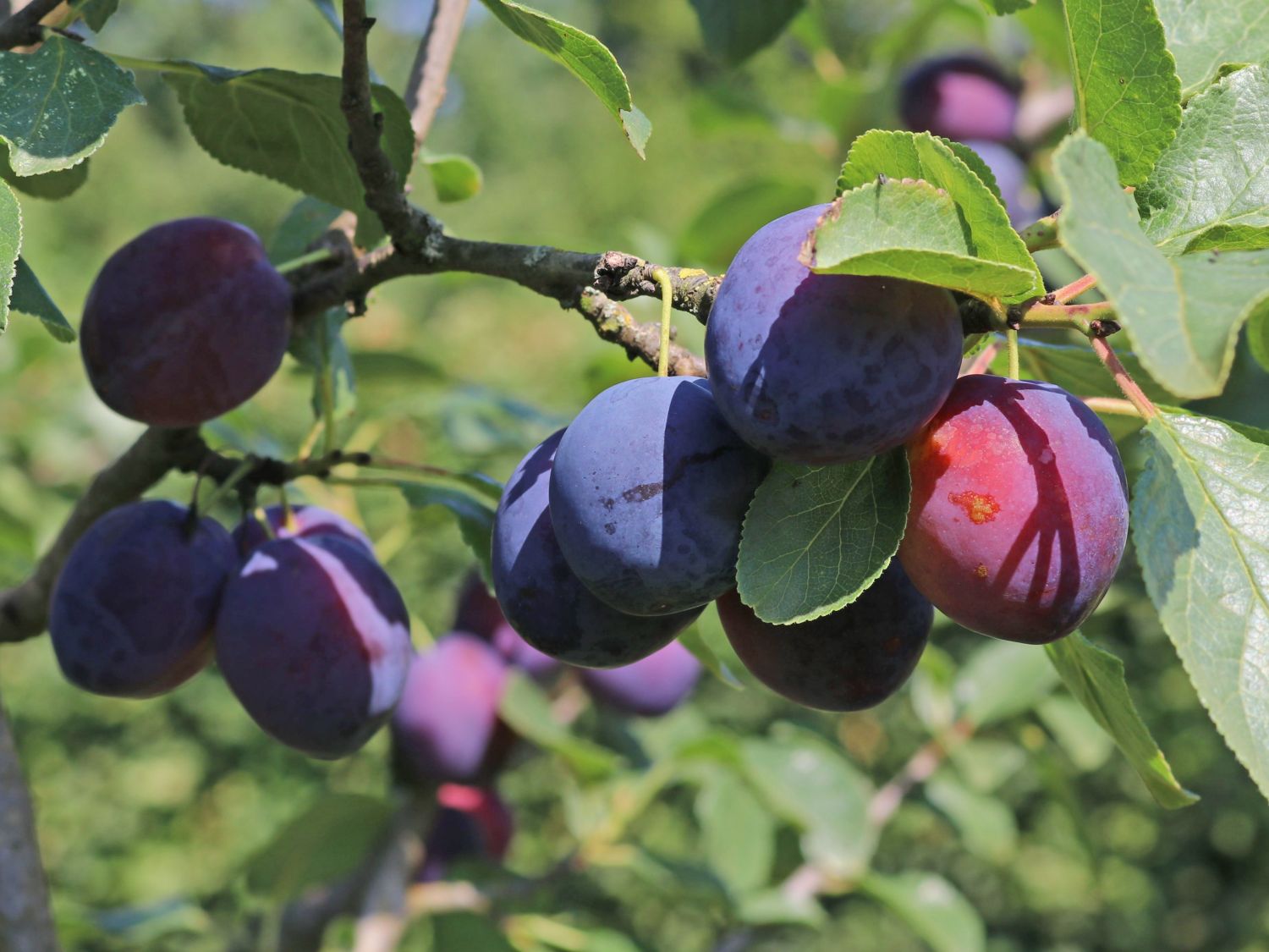 Zwetsche &amp;#39;Tegera&amp;#39; ® - Prunus &amp;#39;Tegera&amp;#39; ® - Baumschule Horstmann
