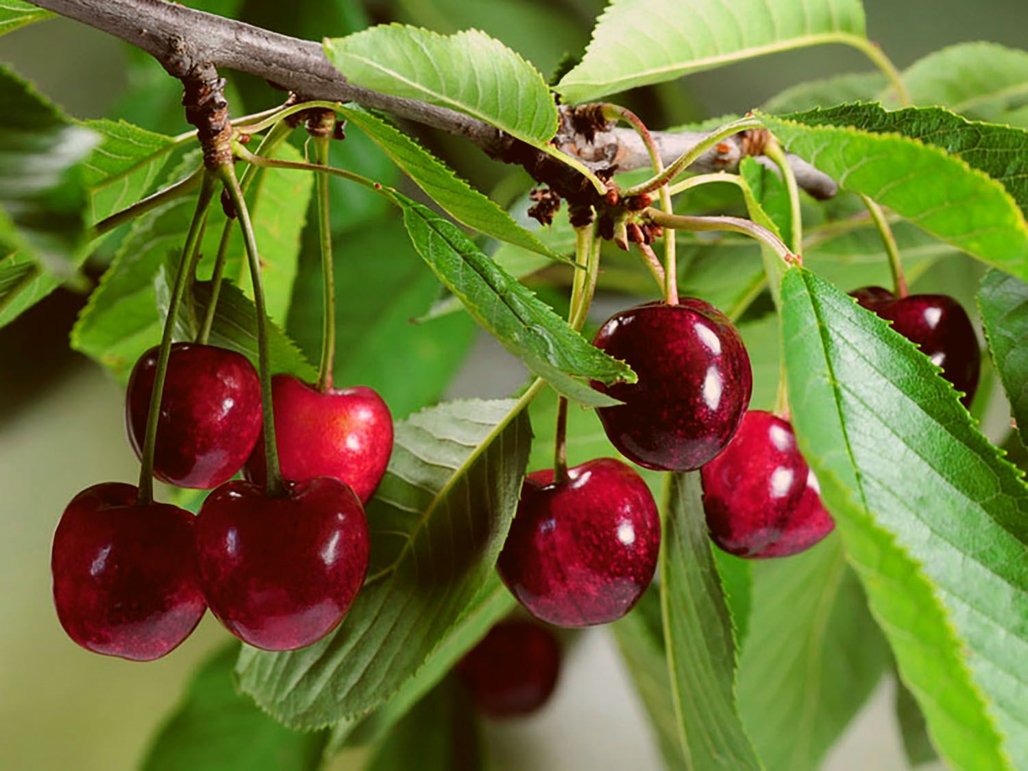 Sauerkirsche 'Karneol' ® Prunus 'Karneol' ® Baumschule