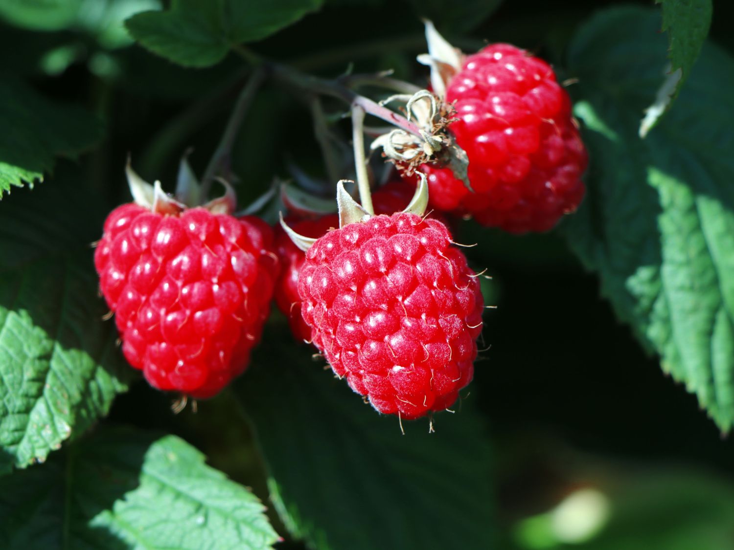 Himbeere 'Elida' ® / Rafzmach (S) Rubus idaeus 'Elida' ® / Rafzmach