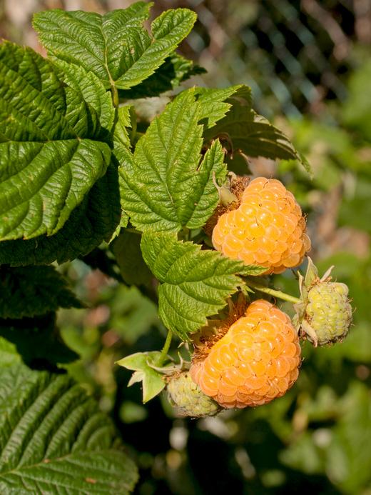 Himbeere \'Golden Everest\' - Rubus idaeus \'Golden Everest\' - Baumschule  Horstmann