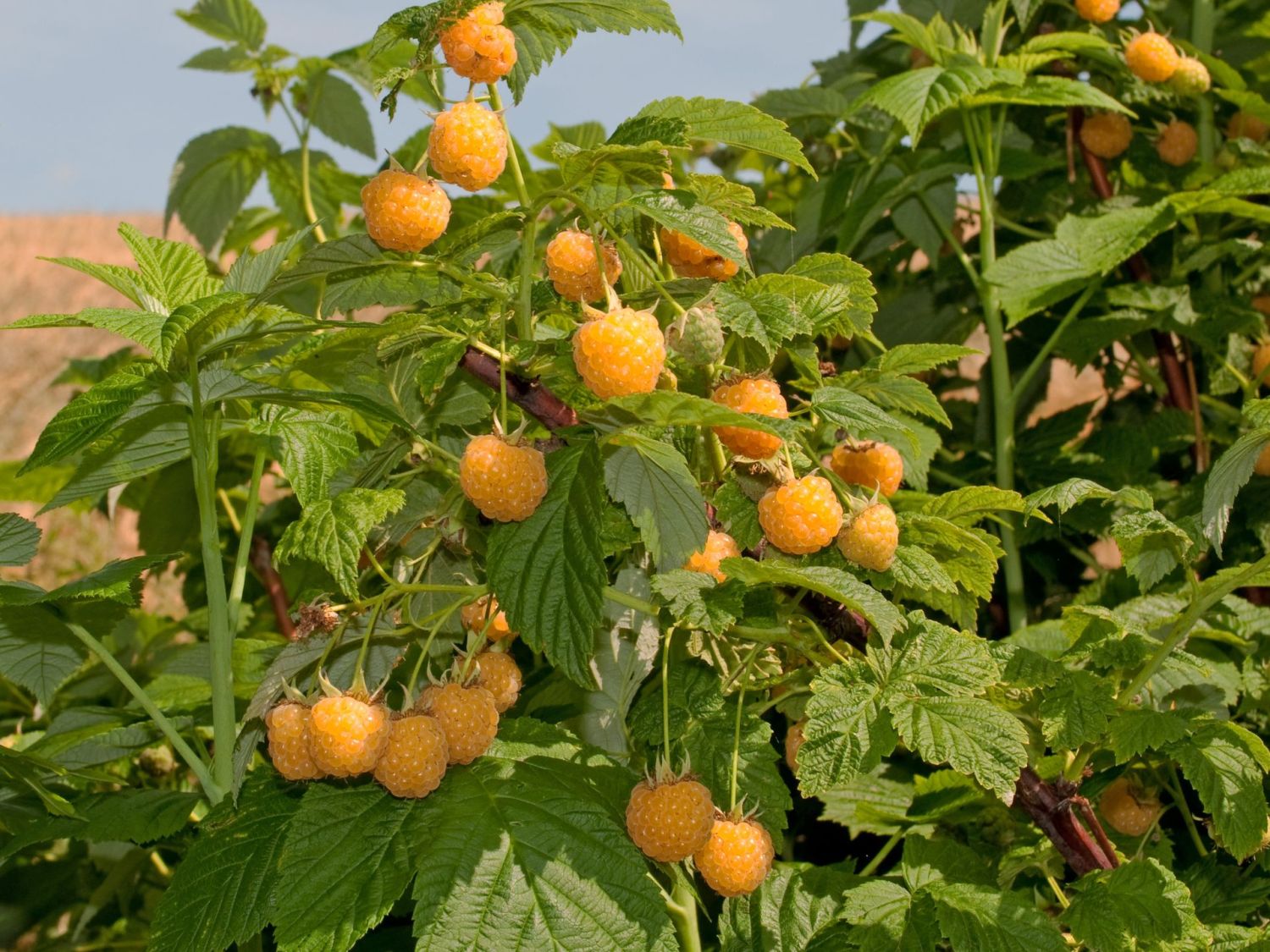 Himbeere 'Golden Everest' Rubus idaeus 'Golden Everest' Baumschule