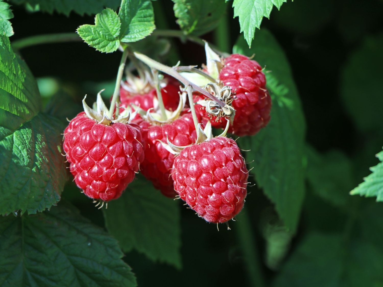Himbeere 'Willamette' Rubus idaeus 'Willamette' Baumschule Horstmann