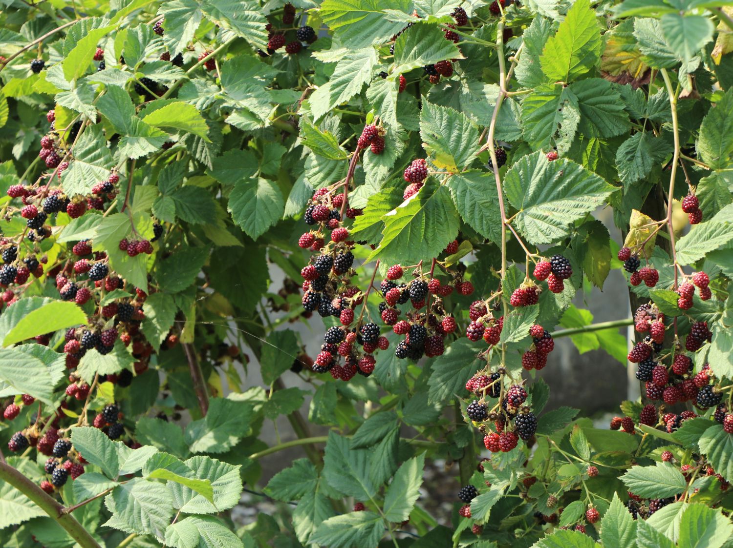 58+ Brombeere Wo Pflanzen, Die brombeere ist dafür aber beim boden