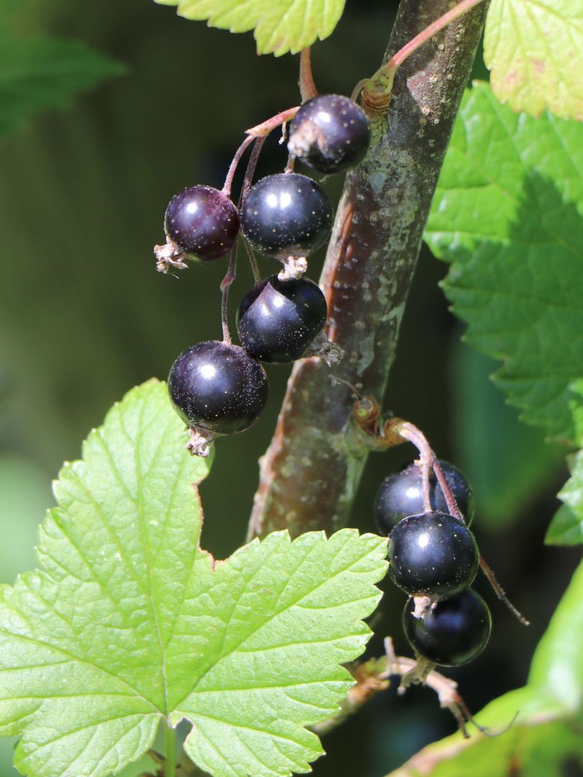 Schwarze Johannisbeere 'Ben Sarek' Ribes nigrum 'Ben Sarek