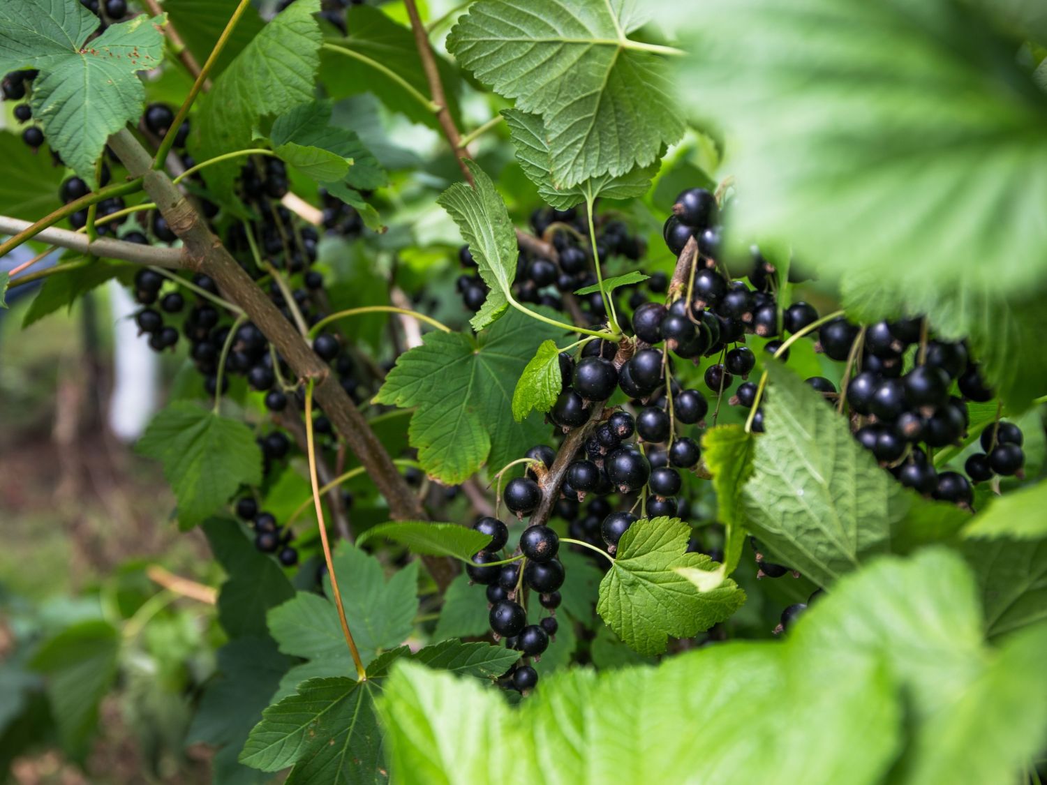 Schwarze Johannisbeere 'Rosenthals Langtraubige' Ribes nigrum