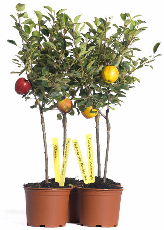 Ministämmchen-Apfel 'Cox Orange' Renette - Malus 'Cox Orange' Renette -  Baumschule Horstmann