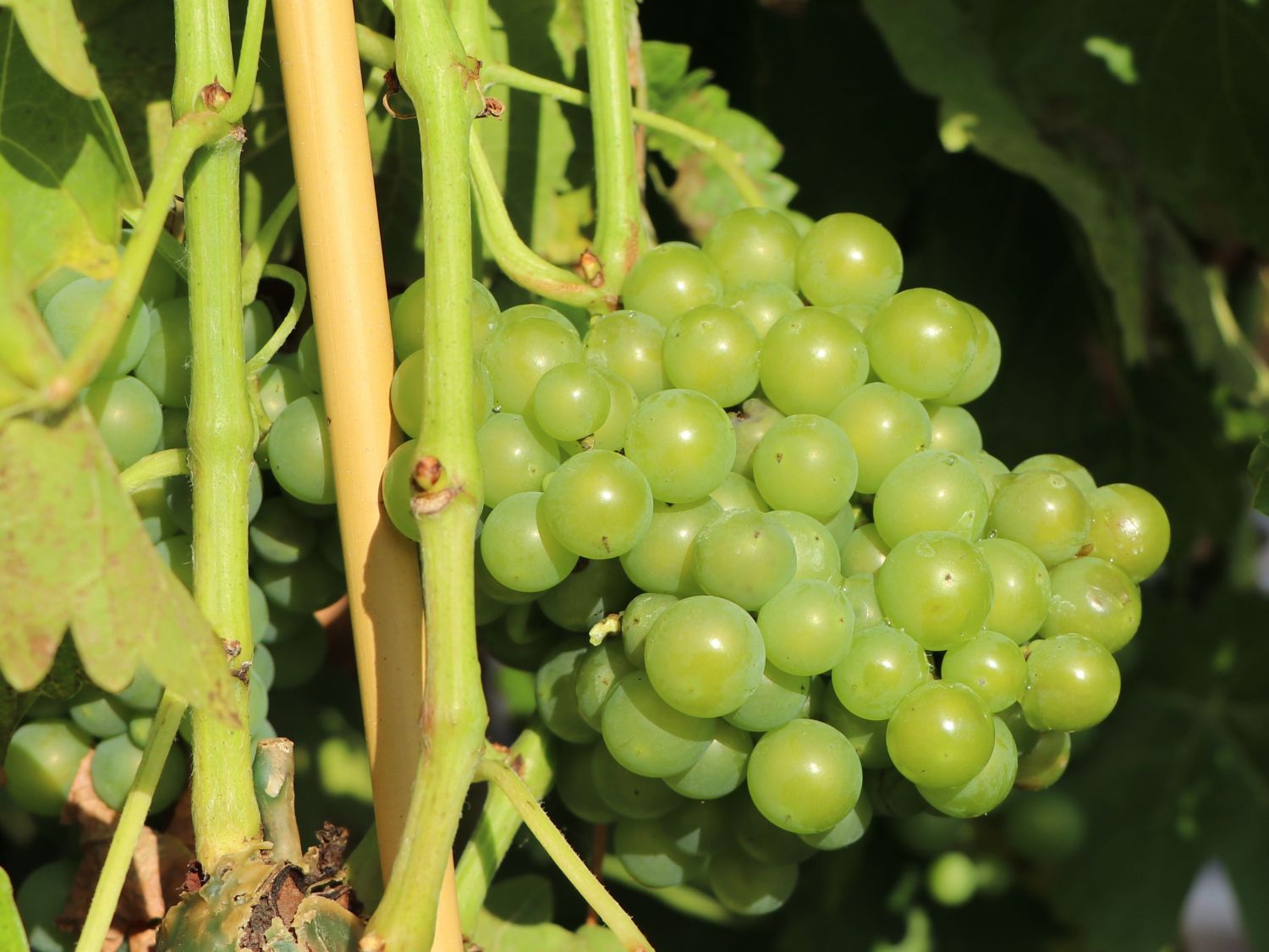 Weintraube 'Seyval Blanc' Vitis 'Seyval Blanc' Baumschule Horstmann