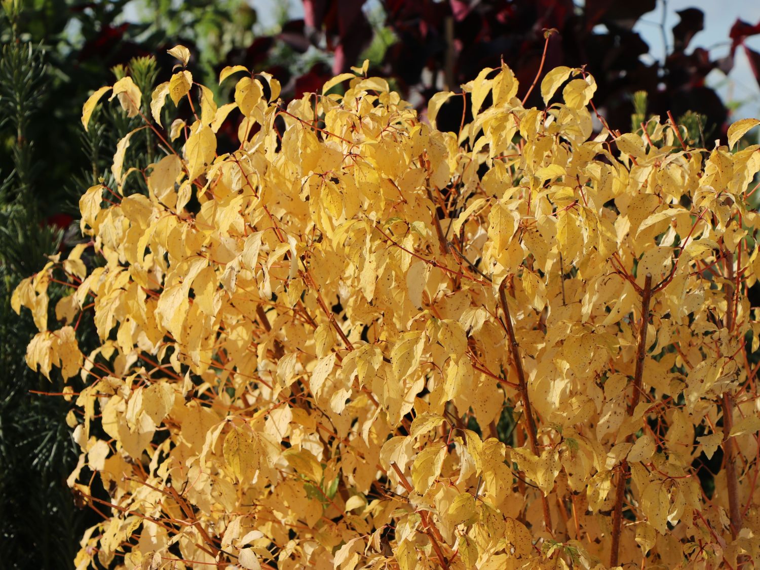 Roter Hartriegel 'Midwinter Fire' Cornus sanguinea 'Midwinter Fire