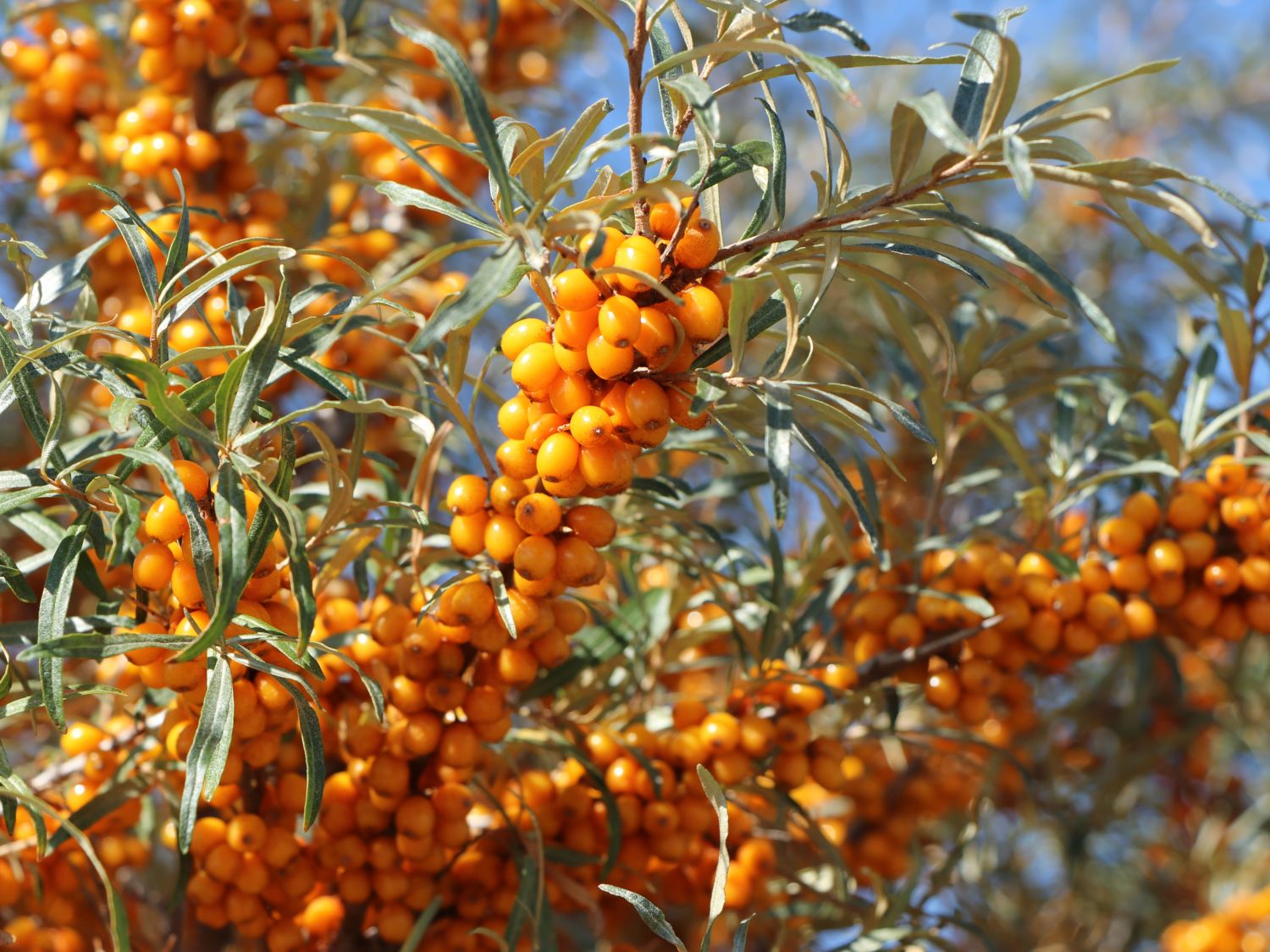 Sanddorn weiblich &amp;#39;Frugana&amp;#39; - Hippophae rhamnoides &amp;#39;Frugana ...