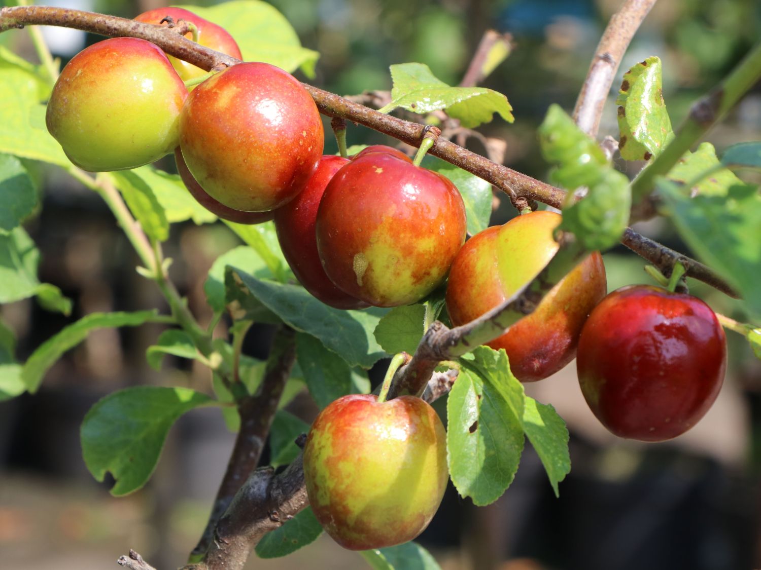 Pflaume 'Königin Viktoria' Prunus domestica 'Königin