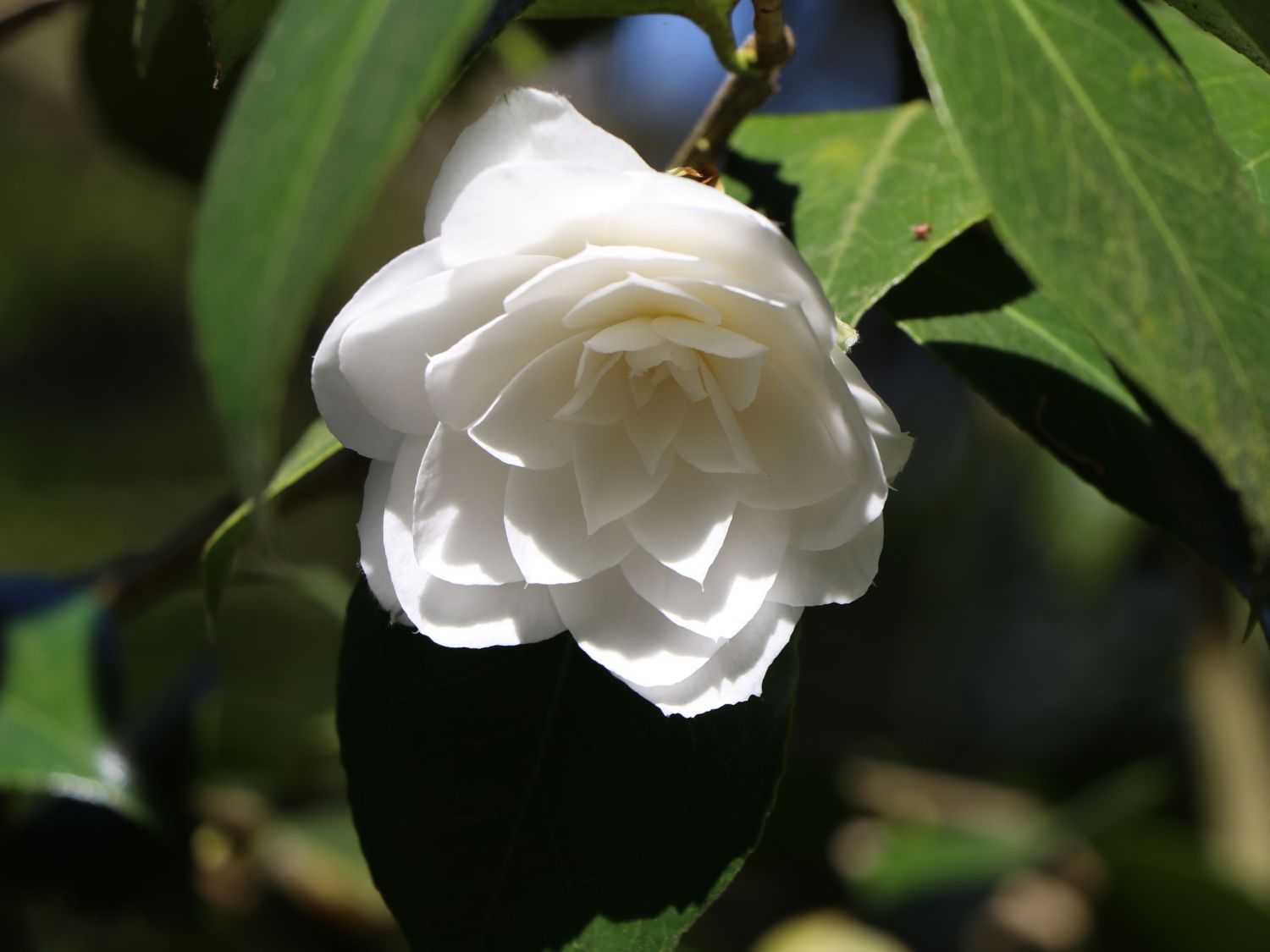 Japanische Kamelie Camellia japonica weiß / schwach rosa Baumschule