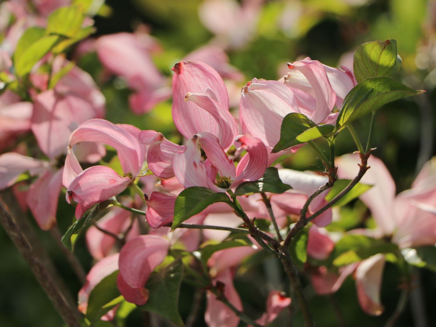 Roter BlumenHartriegel 'Rubra' Cornus florida 'Rubra