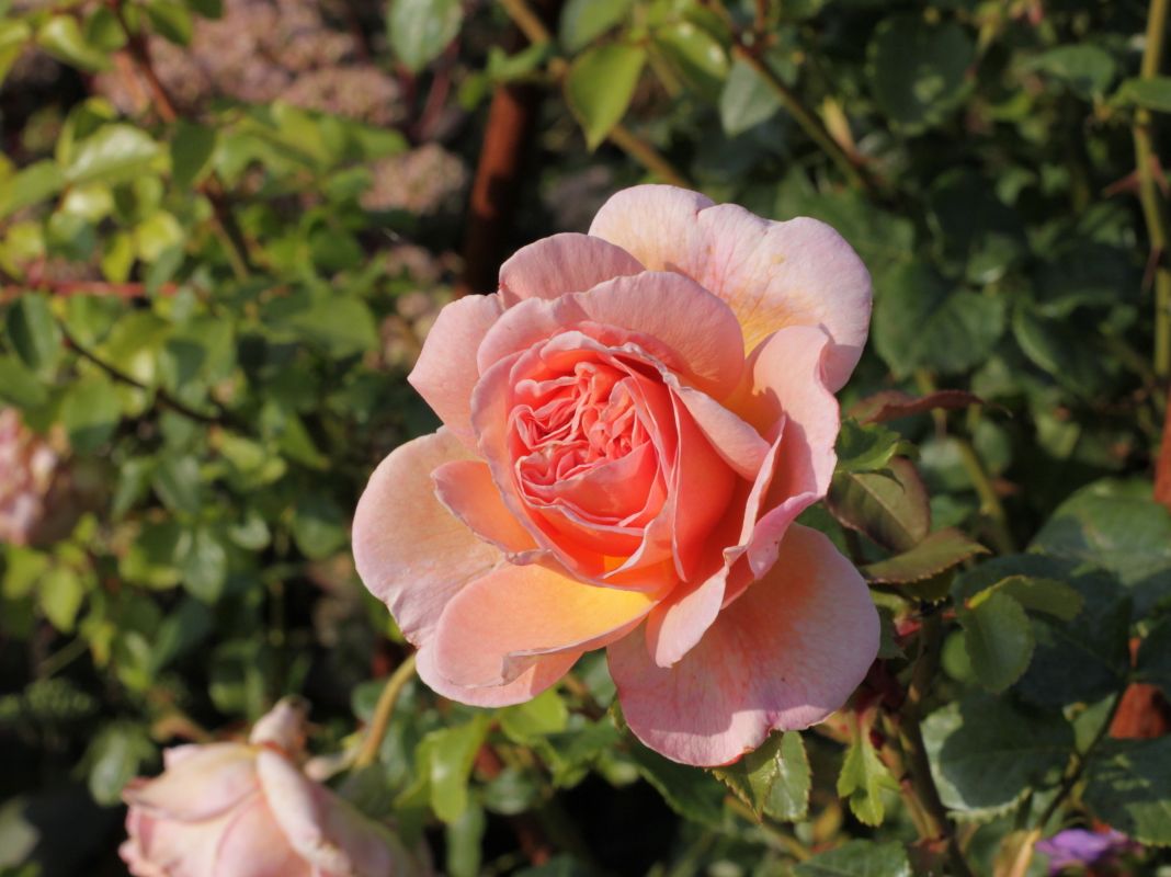 Englische Rose 'Abraham Darby' ® Rosa 'Abraham Darby' ® Baumschule