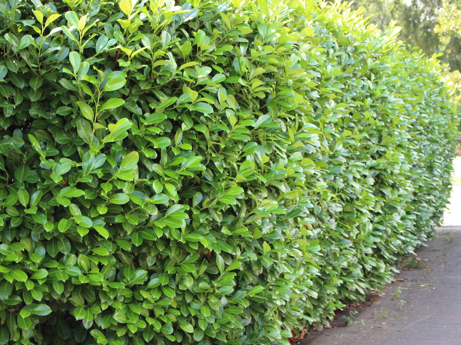 Kirschlorbeer 'Novitas' Prunus laurocerasus 'Novitas' Baumschule