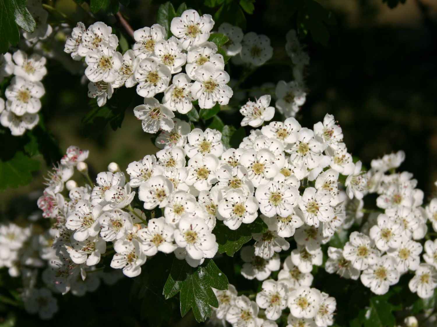Eingriffeliger Weißdorn - Crataegus monogyna - Baumschule Horstmann