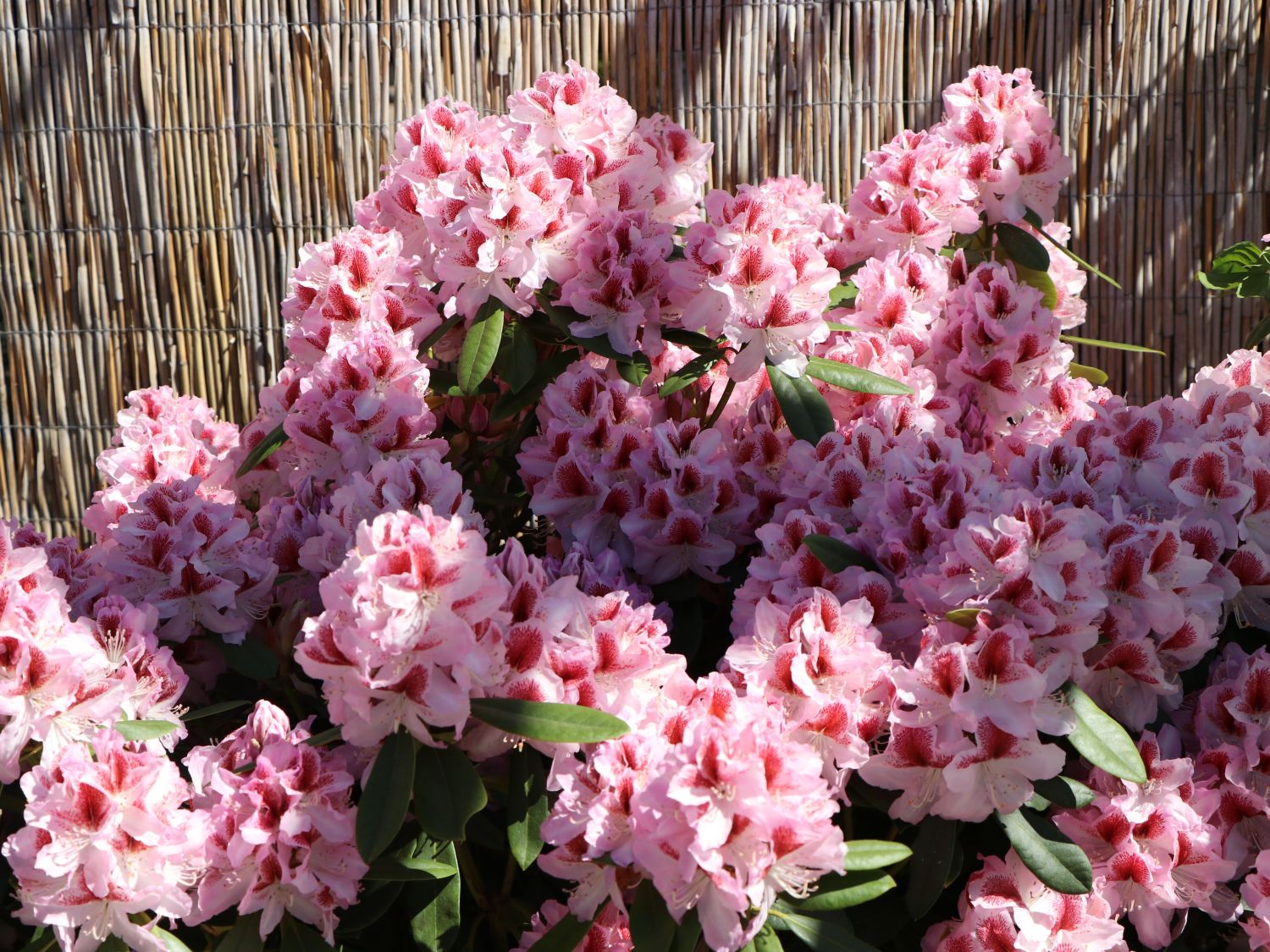 Rhododendron 'Belami' ® Rhododendron Hybride 'Belami' ® Baumschule