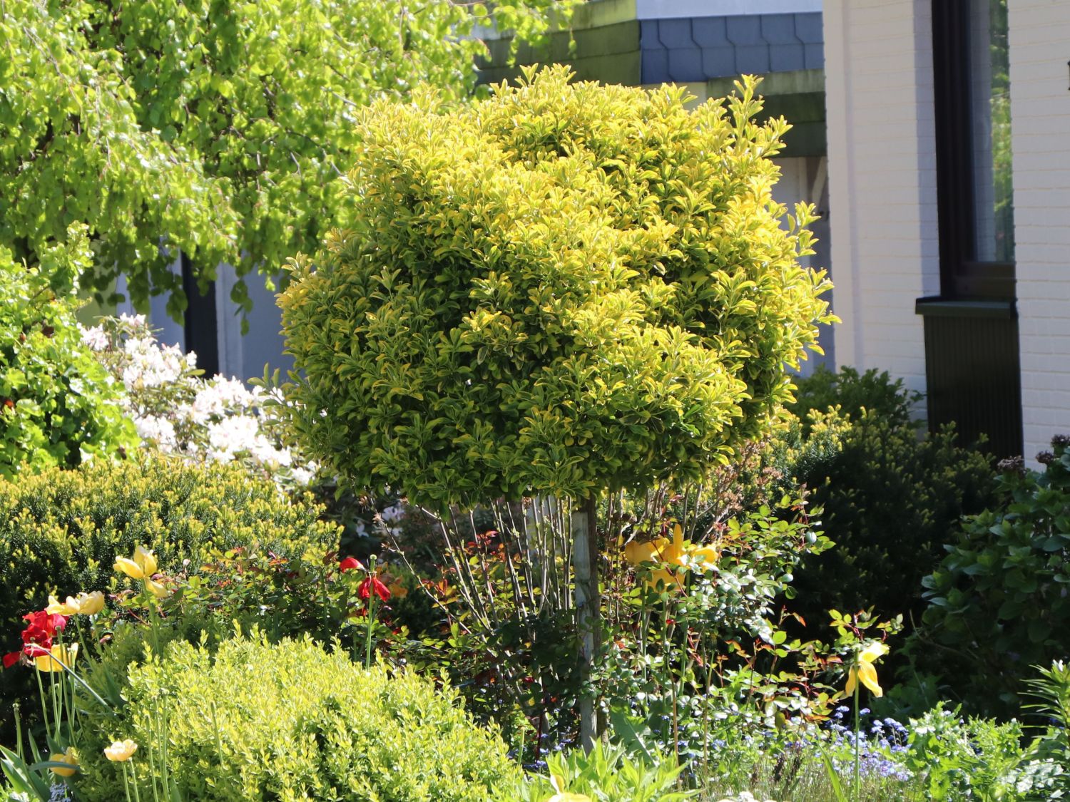 Goldliguster auf Stamm - Ligustrum ovalifolium 'Aureum' Stamm ...