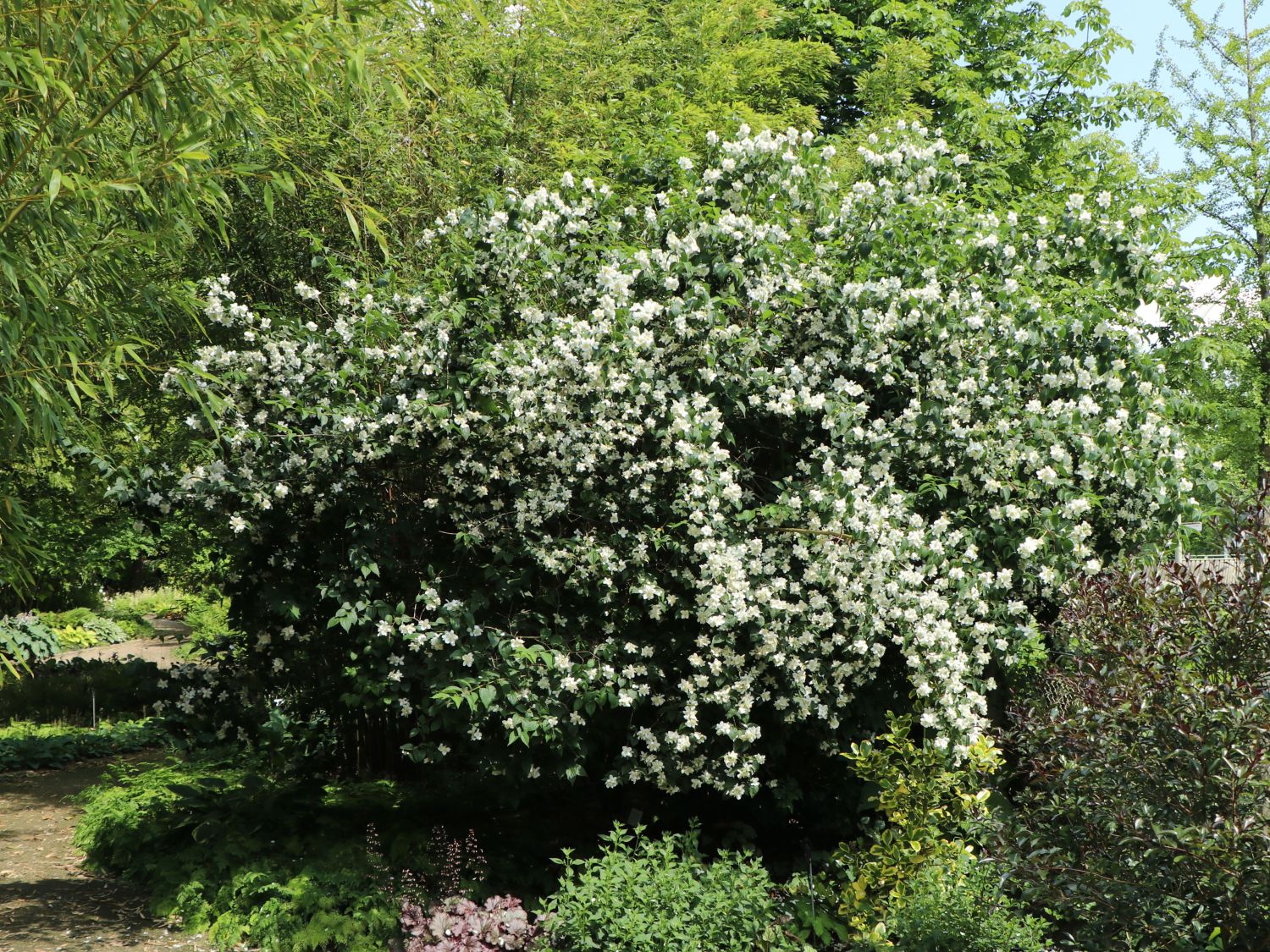 Pfeifenstrauch / Falscher Jasmin 'Dame Blanche' Philadelphus 'Dame