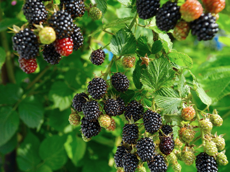 Brombeere 'Navaho' ® - Rubus fruticosus 'Navaho' ® - Baumschule Horstmann