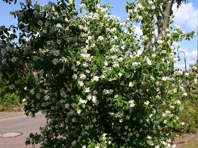 Gefüllter Gartenjasmin / Pfeifenstrauch 'Schneesturm' Philadelphus