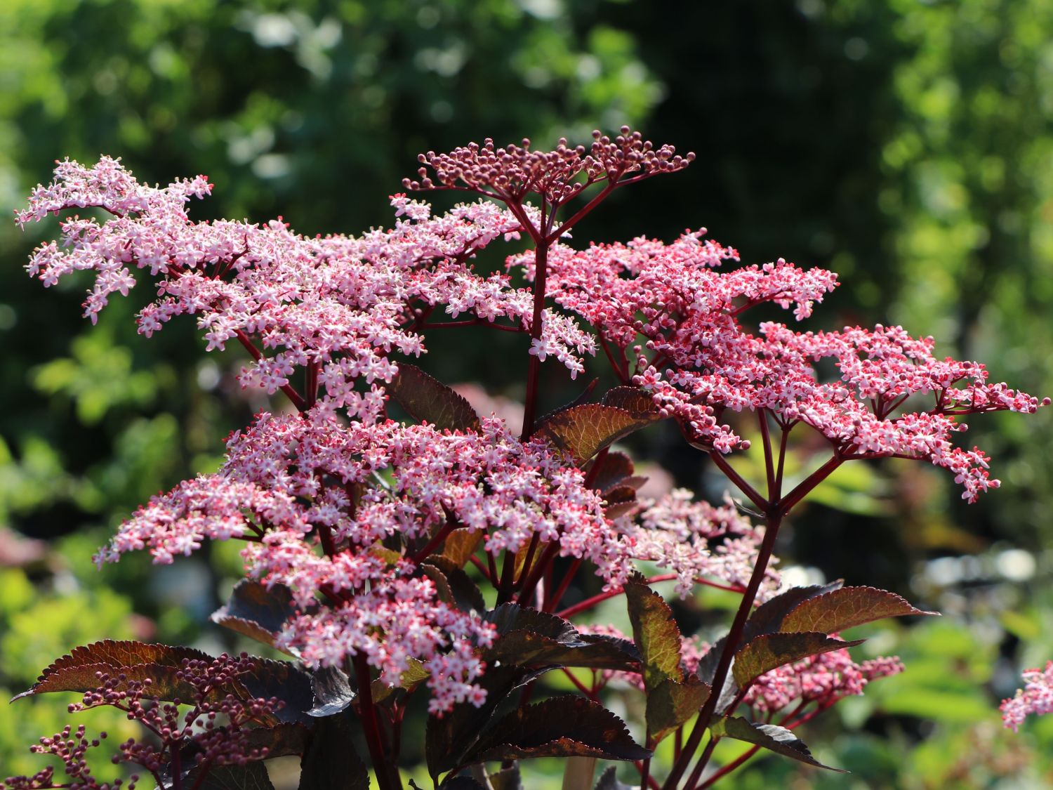 Schwarzer Holunder 'Black Beauty' ® Sambucus nigra 'Black Beauty