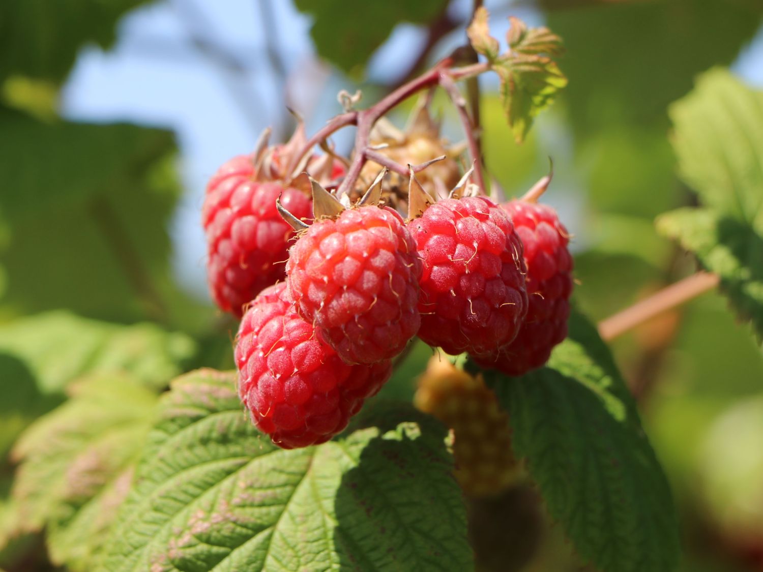 Himbeere 'Polka' ® Rubus idaeus 'Polka' ® Baumschule Horstmann