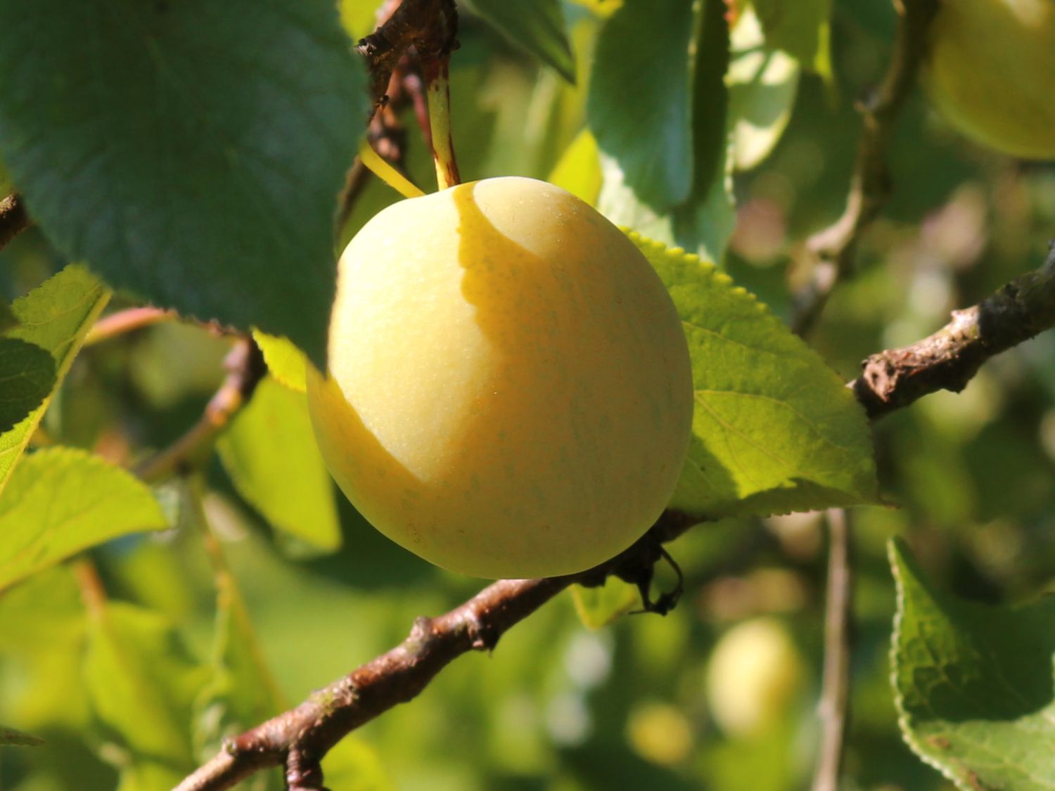 Mirabelle &amp;#39;Bellamira&amp;#39; -S- - Prunus domestica &amp;#39;Bellamira&amp;#39; -S ...