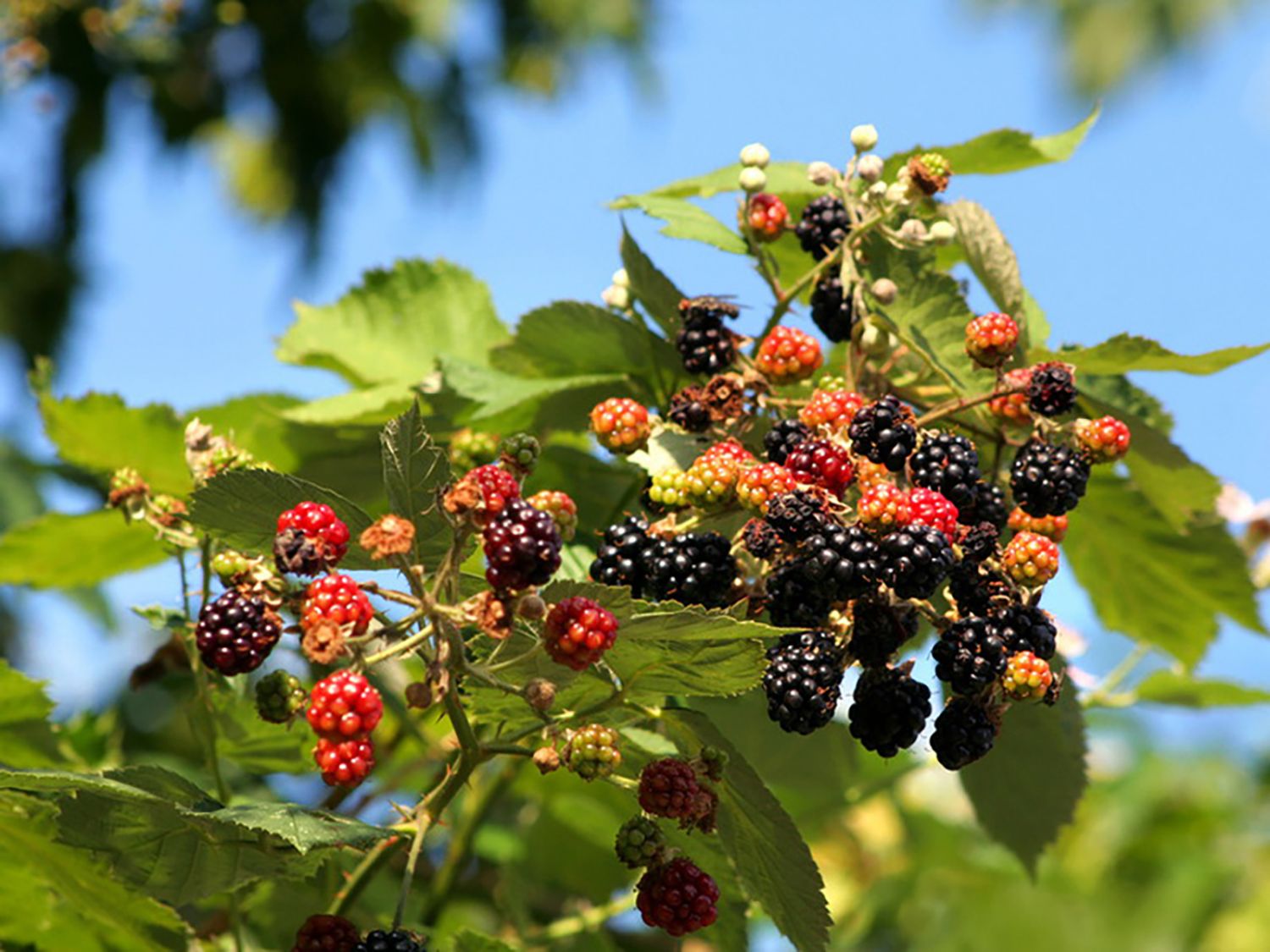 Wilde Brombeere Rubus fruticosus Baumschule Horstmann